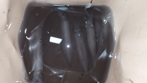 ヒイカの釣果