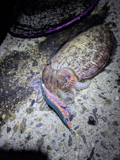 モンゴウイカの釣果