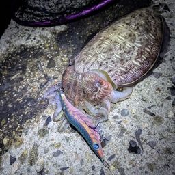 モンゴウイカ