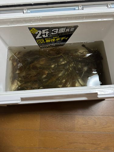 テナガエビの釣果