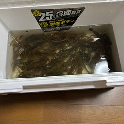 テナガエビ