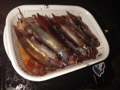イカの釣果