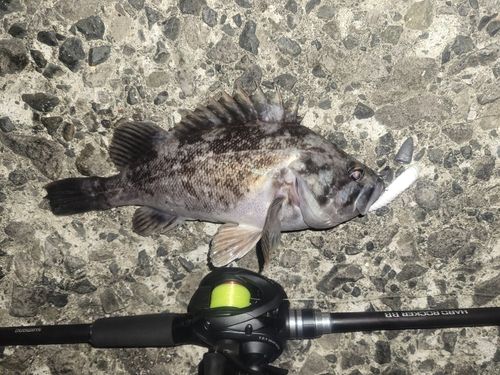 ソイの釣果