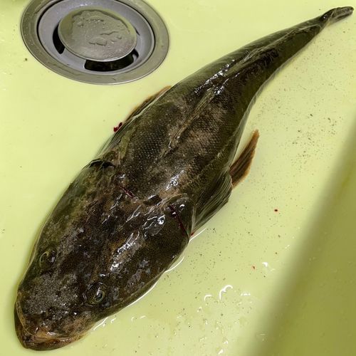 マゴチの釣果