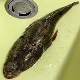 マゴチ
