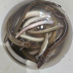 アナゴ