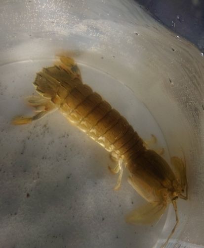 シャコの釣果