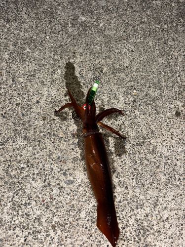 イカの釣果