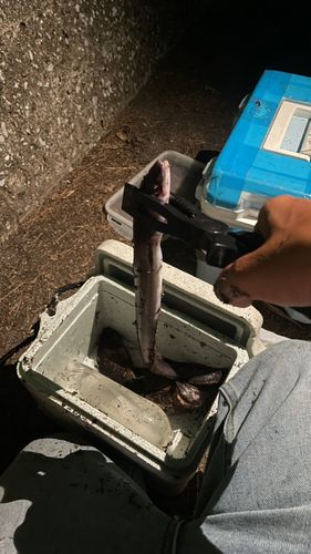 アナゴの釣果
