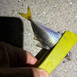 アジ
