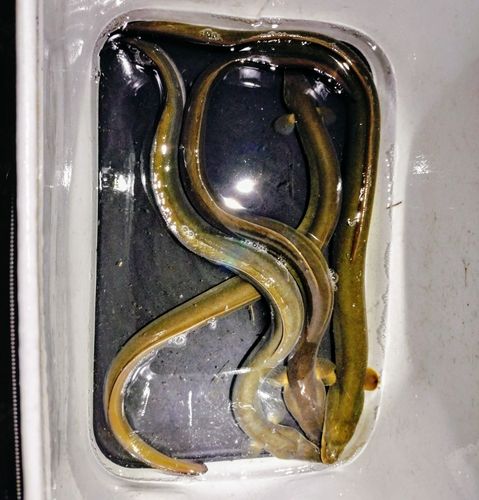 ウナギの釣果