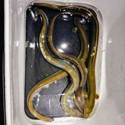 ウナギ