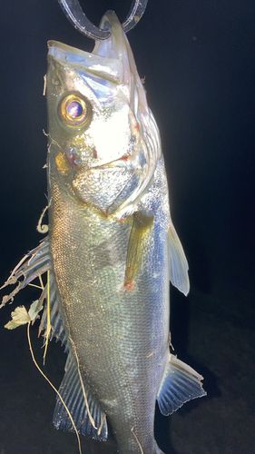 スズキの釣果