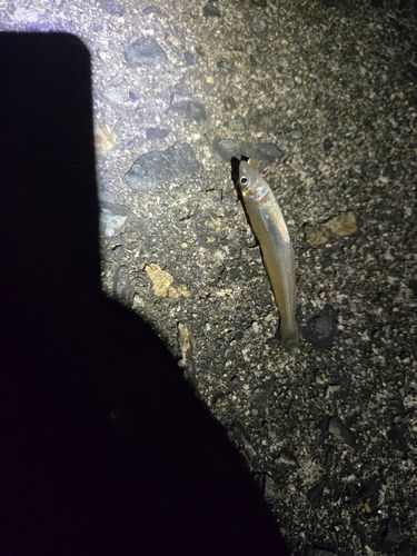 シロギスの釣果
