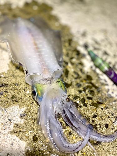 アオリイカの釣果
