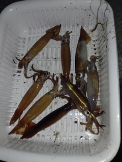 スルメイカの釣果
