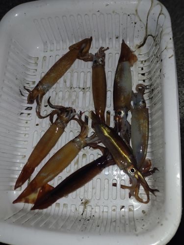 スルメイカの釣果