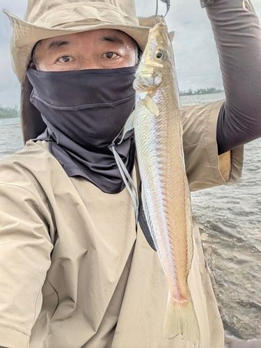 キスの釣果
