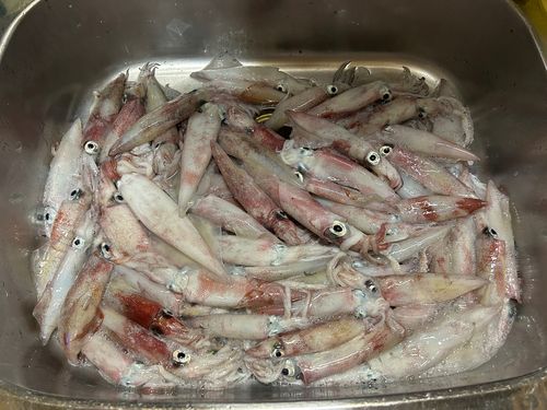 イカの釣果