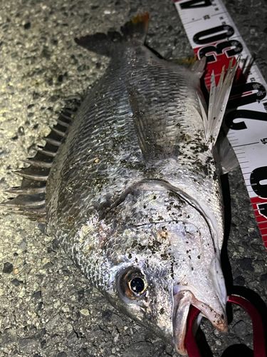 キビレの釣果