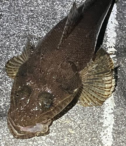 トカゲゴチの釣果