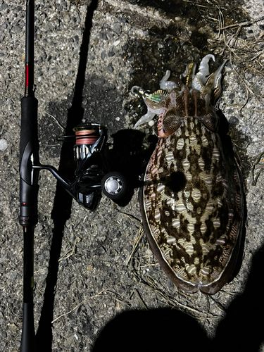 イカの釣果