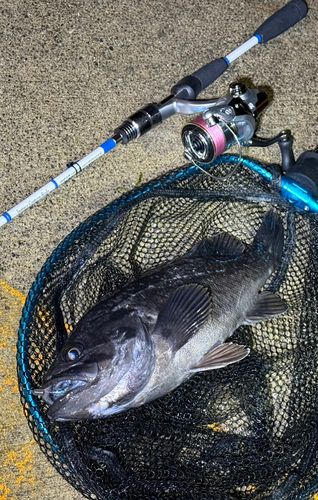 クロソイの釣果