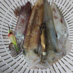 ケンサキイカ