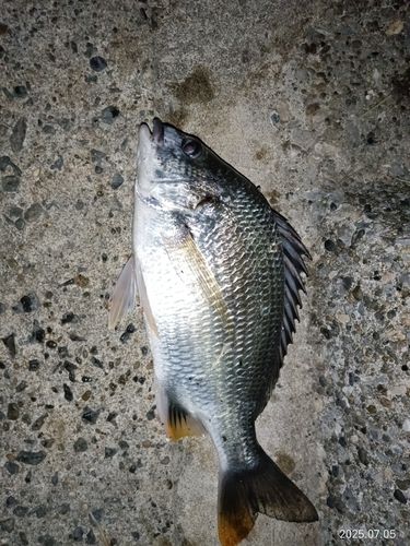 キビレの釣果