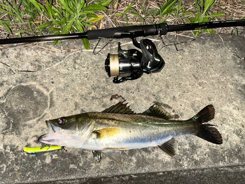 シーバスの釣果