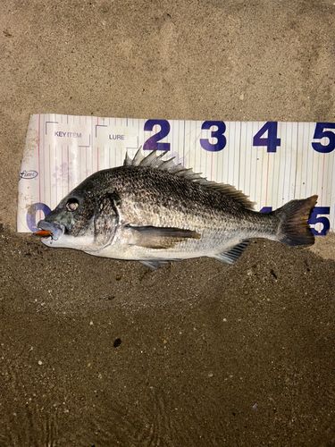 クロダイの釣果