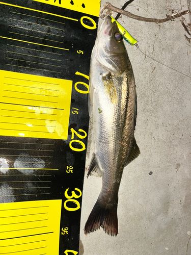 シーバスの釣果