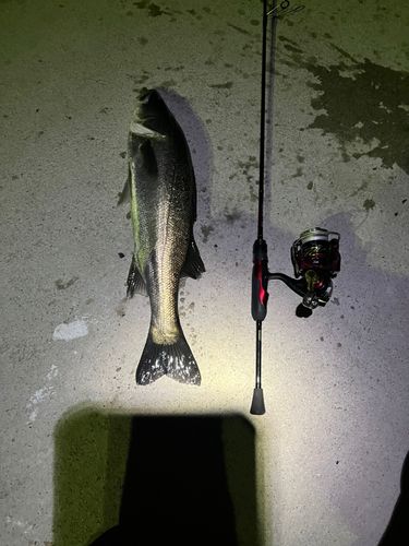 スズキの釣果