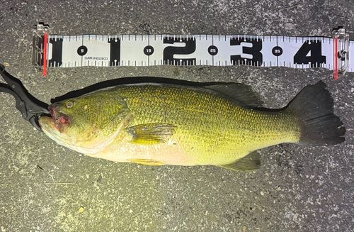 ブラックバスの釣果