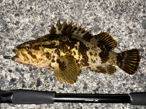 タケノコメバルの釣果