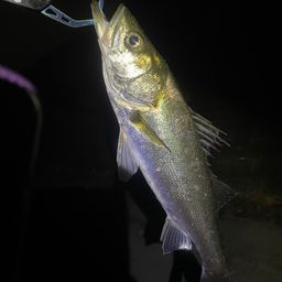 セイゴ（マルスズキ）