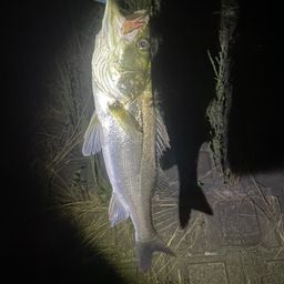 セイゴ（マルスズキ）