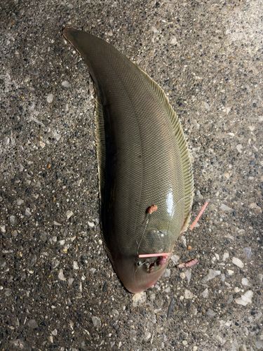 シタビラメの釣果