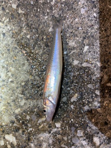 シロギスの釣果