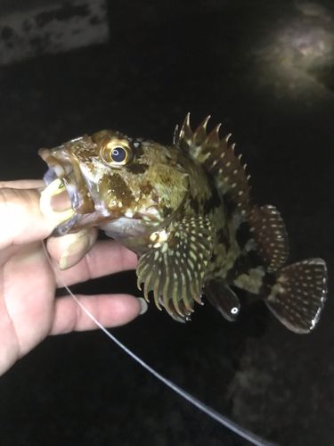 ガシラの釣果