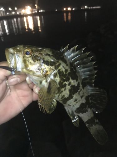 タケノコメバルの釣果