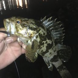 タケノコメバル