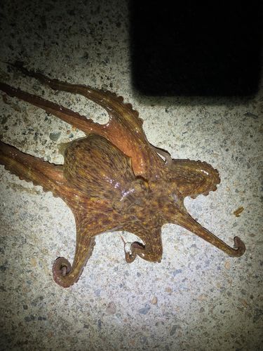 マダコの釣果