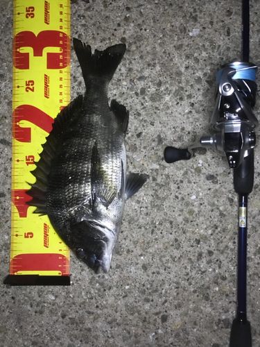チヌの釣果