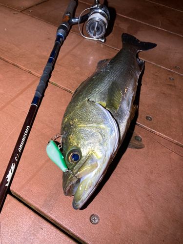 シーバスの釣果