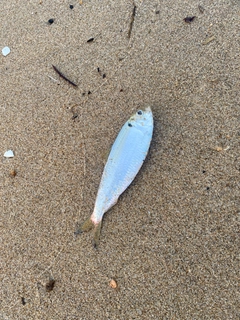 ママカリの釣果
