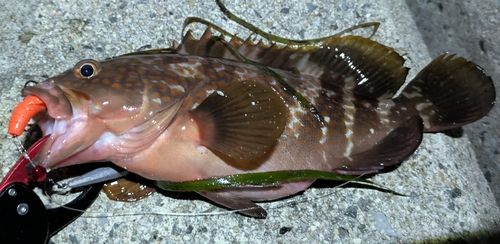 キジハタの釣果