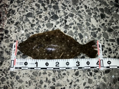 ヒラメの釣果