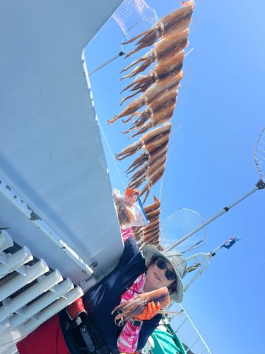 スルメイカの釣果