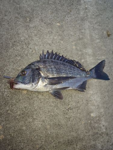 クロダイの釣果